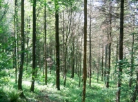 View of the woodland