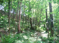 Area of sycamore coppice ideal for firewood with bluebell ground flora