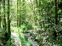 The stream to the western boundary