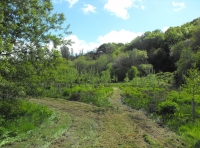 Aton Wood - SOLD