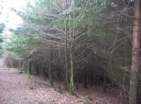 Autumn Mist wood photo 2