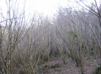Autumn Mist wood photo 4