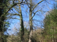 Autumn Mist wood photo 5