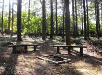 Bag Tor Wood