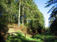 Ball Hill Wood - SOLD