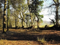 Bethel Wood - SOLD