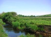 Biteford Wood