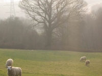 The meadow for sale - sheep not included!