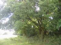 Well established Devon hedge bank