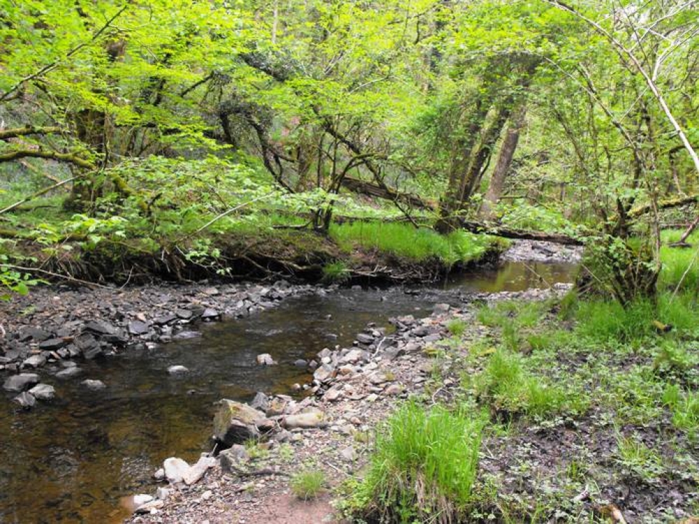 Blossom Wood, Stoodleigh, Near Tiverton, Devon | Woodlands.co.uk