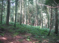 View into Bovett Wood