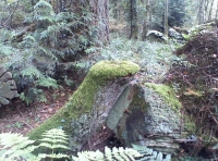 A good moss habitat 