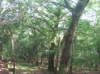 Lovely old holly trees