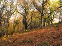Bowbier Wood