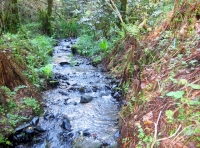 Braggar Wood - SOLD