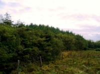 View of Brimford Wood