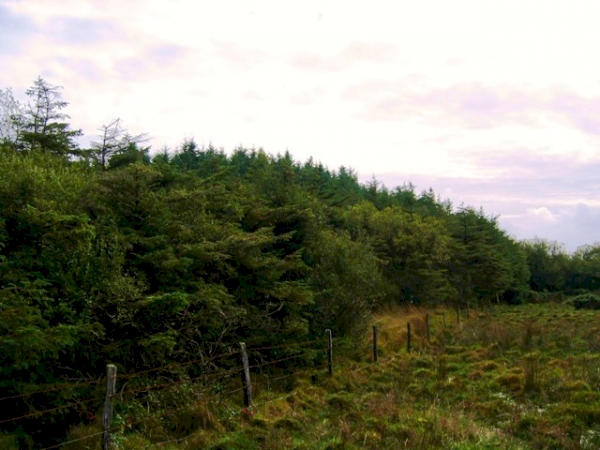 Brimford Wood - SOLD