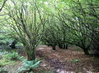 Old hazel copse in the woodland