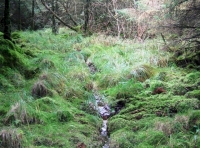 Drainage streams providing a water feature