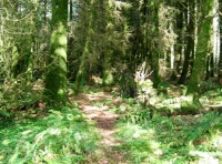 Track into the woodland 