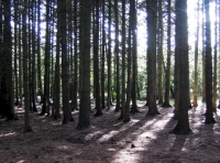Good clearings for camping and family forestry activities