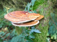 Fungus can be foraged for in Brimford Wood