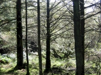 Sun shining into Brimford Wood