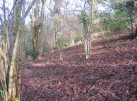 Brookleigh wood - SOLD
