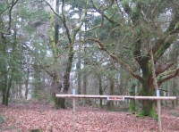 Buck wood - SOLD