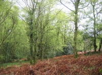 Bucknole wood - SOLD