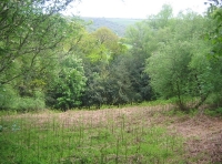 Buddle wood - SOLD