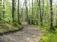 Calvary Wood & Stream