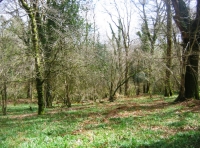 Chittle Wood
