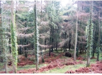 Church Green Wood