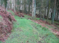 Track into the woodland