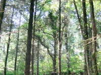 A beautiful wood that the sun shine through