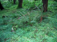 A summer showing of varied ground flora