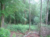 A view down through the woodland 