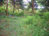 There is a good mix of ground flora 