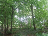 A carpet of blubells adds colour in the spring