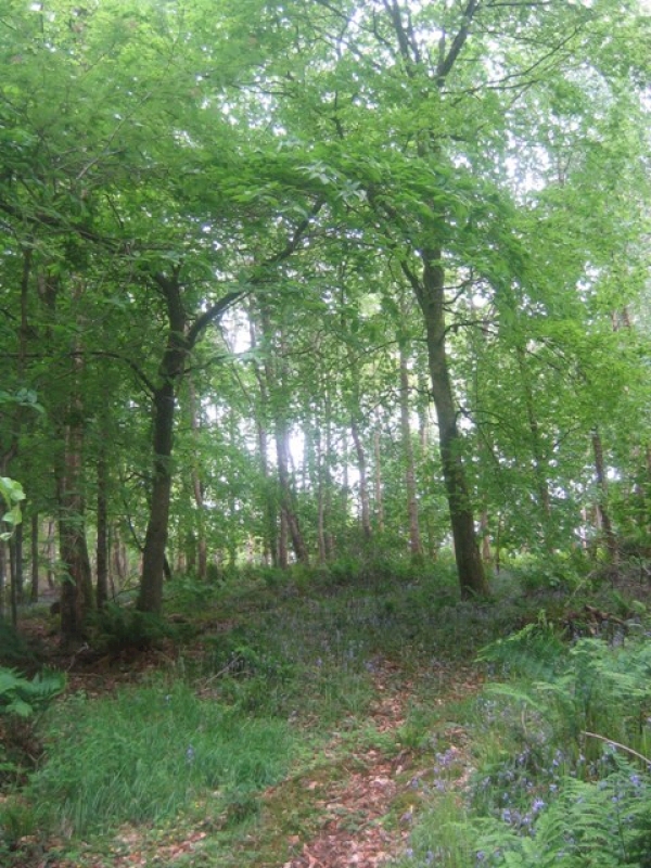 Church Hill Wood - SOLD