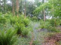 A deer track cuts through the bluebells