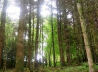 An area of conifer trees