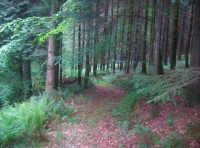 A good track meanders through the woodland