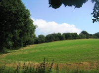 Church Town Wood