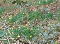 Church Wood - SOLD photo 4