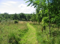 Claw Cross Wood