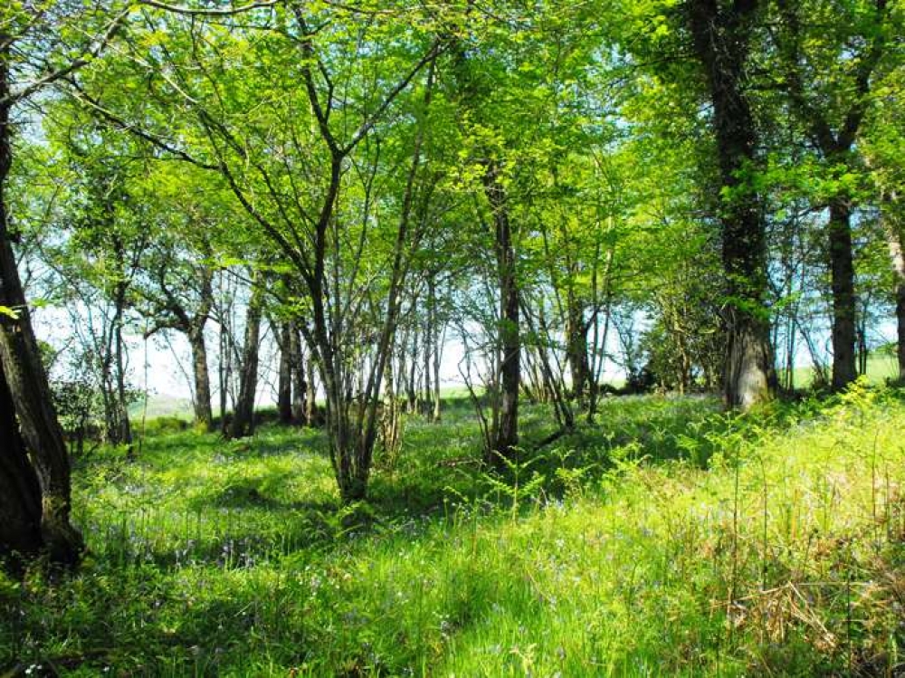 Banks For Sale >> Collacott Wood, Chittlehamholt, Near South Molton, Devon ... Banks For Sale >> Collacott Wood, Chittlehamholt, Near South Molton, Devon ...