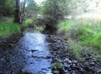 Coombe Water Wood - SOLD