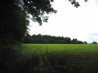 Corry wood